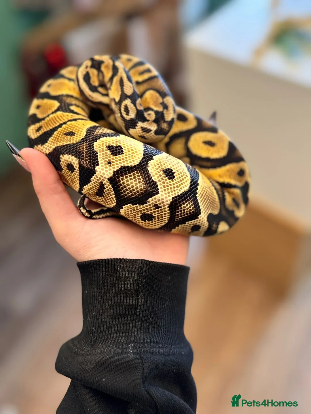 Python Snake reptiles for sale: Enchi pastel het pied royal python  - Advert 2
