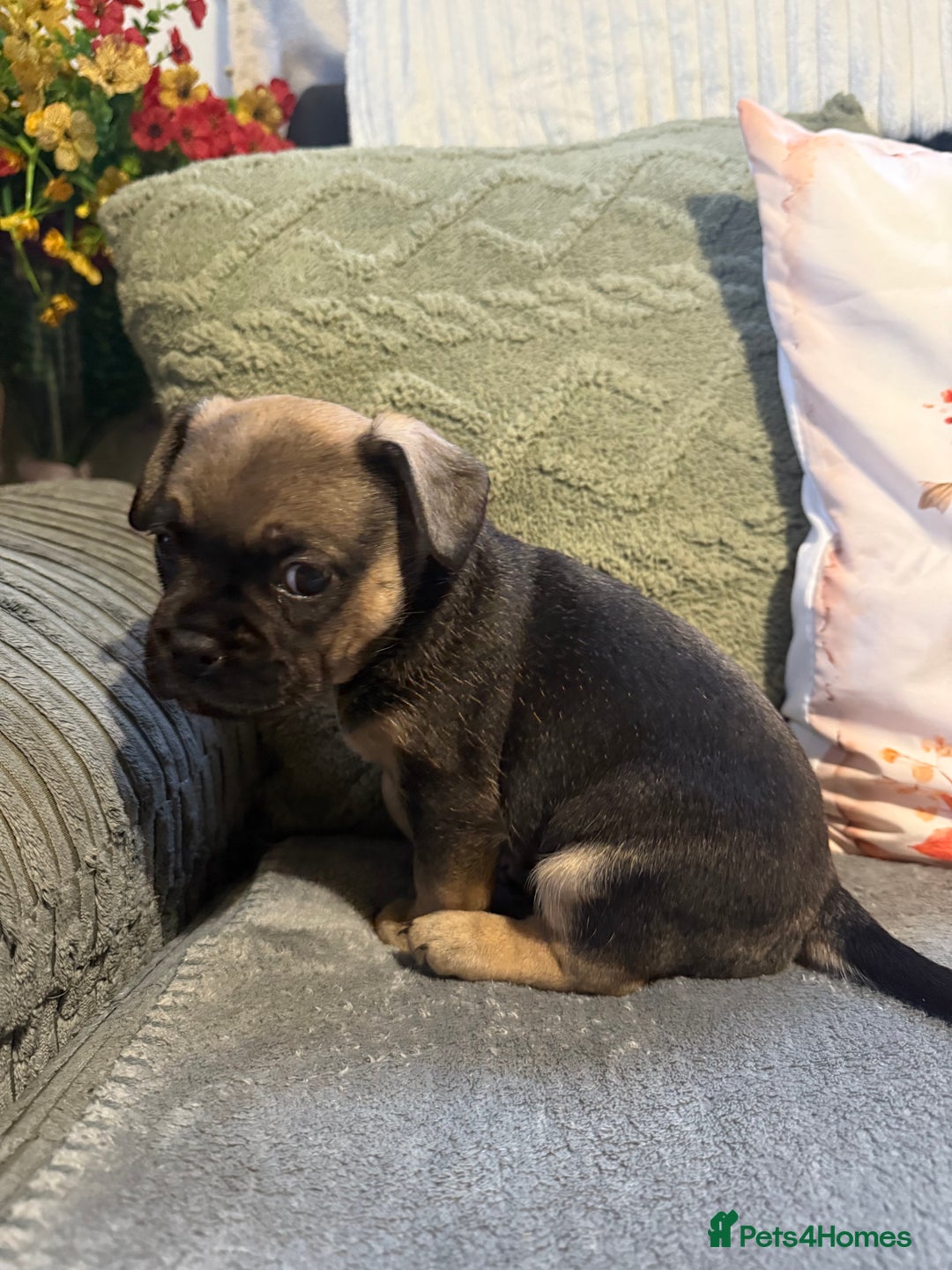 Mixed Breed dogs for sale: french bulldog x cairnterrier READY ON 7/10  - Image 11