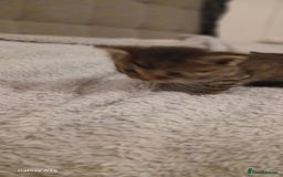 Mixed Breed cats for sale: Tabby kittens - Image 12