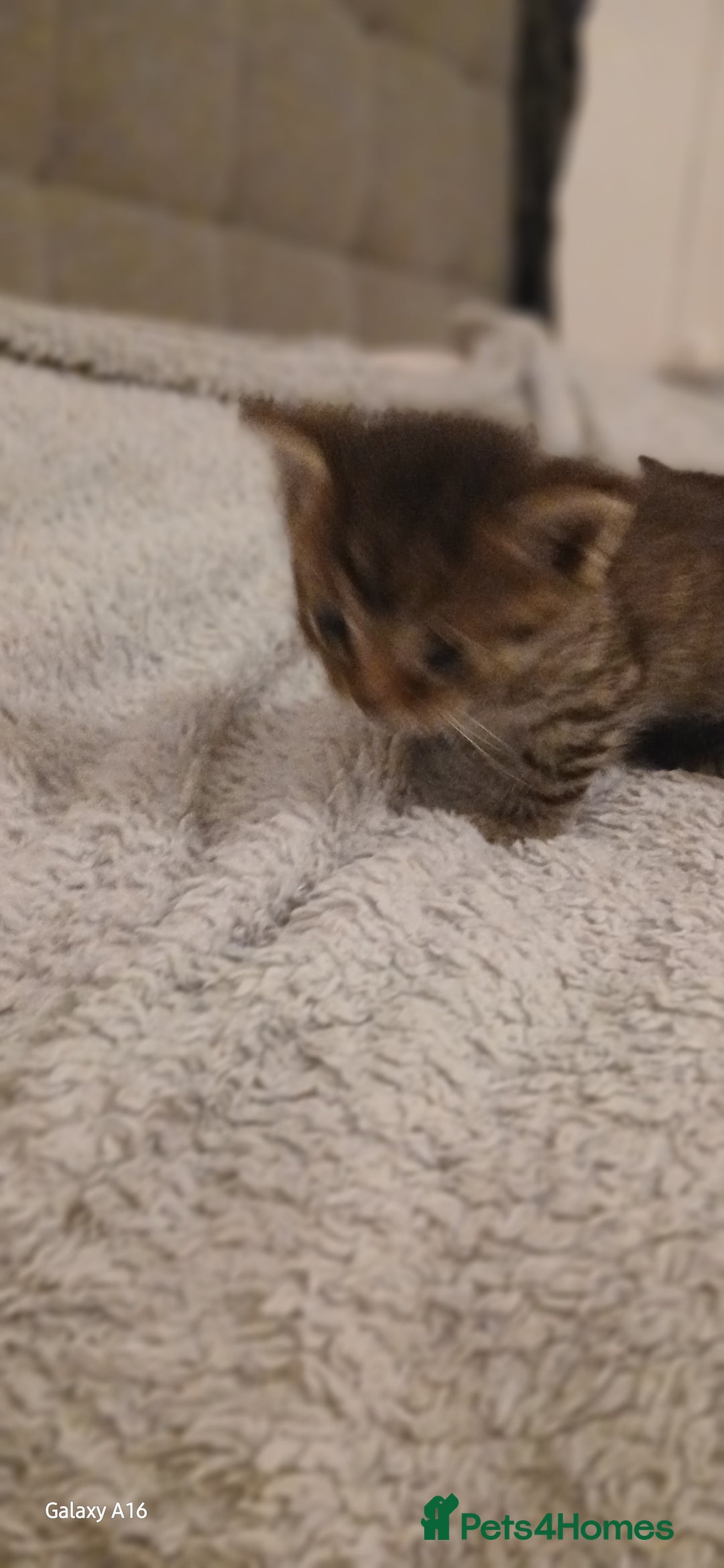 Mixed Breed cats for sale: Tabby kittens - Image 12