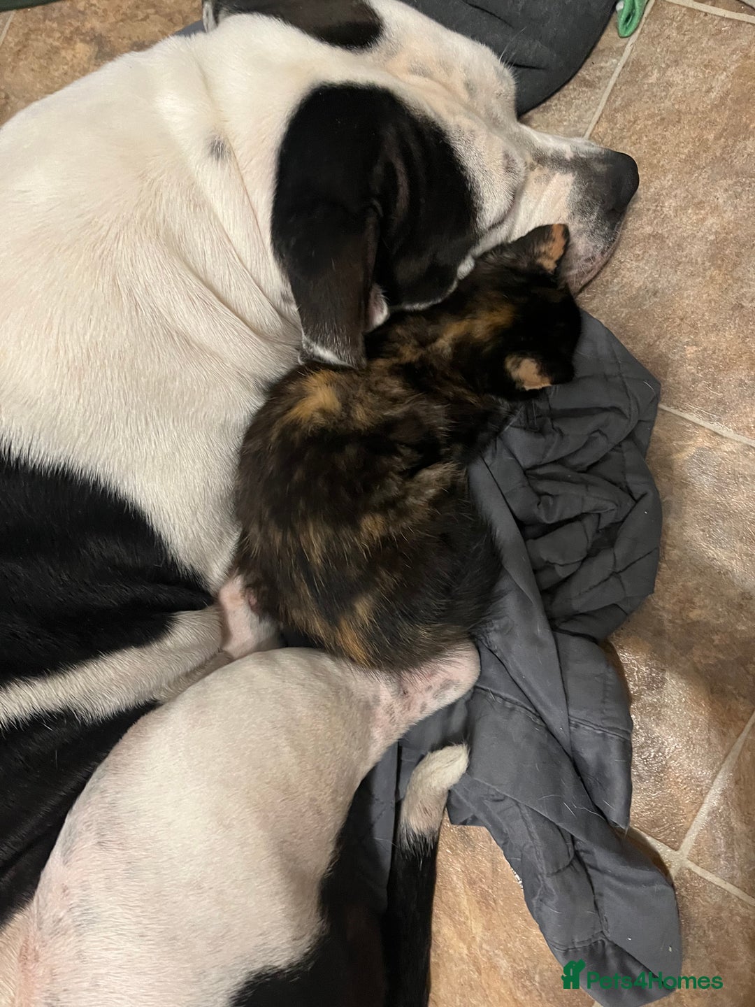 Mixed Breed dogs for sale: 4 beautiful American bully cross staffy puppies - Image 18