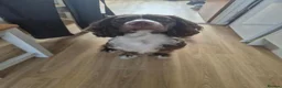 Cocker Spaniel dogs for sale: Sonic in Grantham - Advert 7