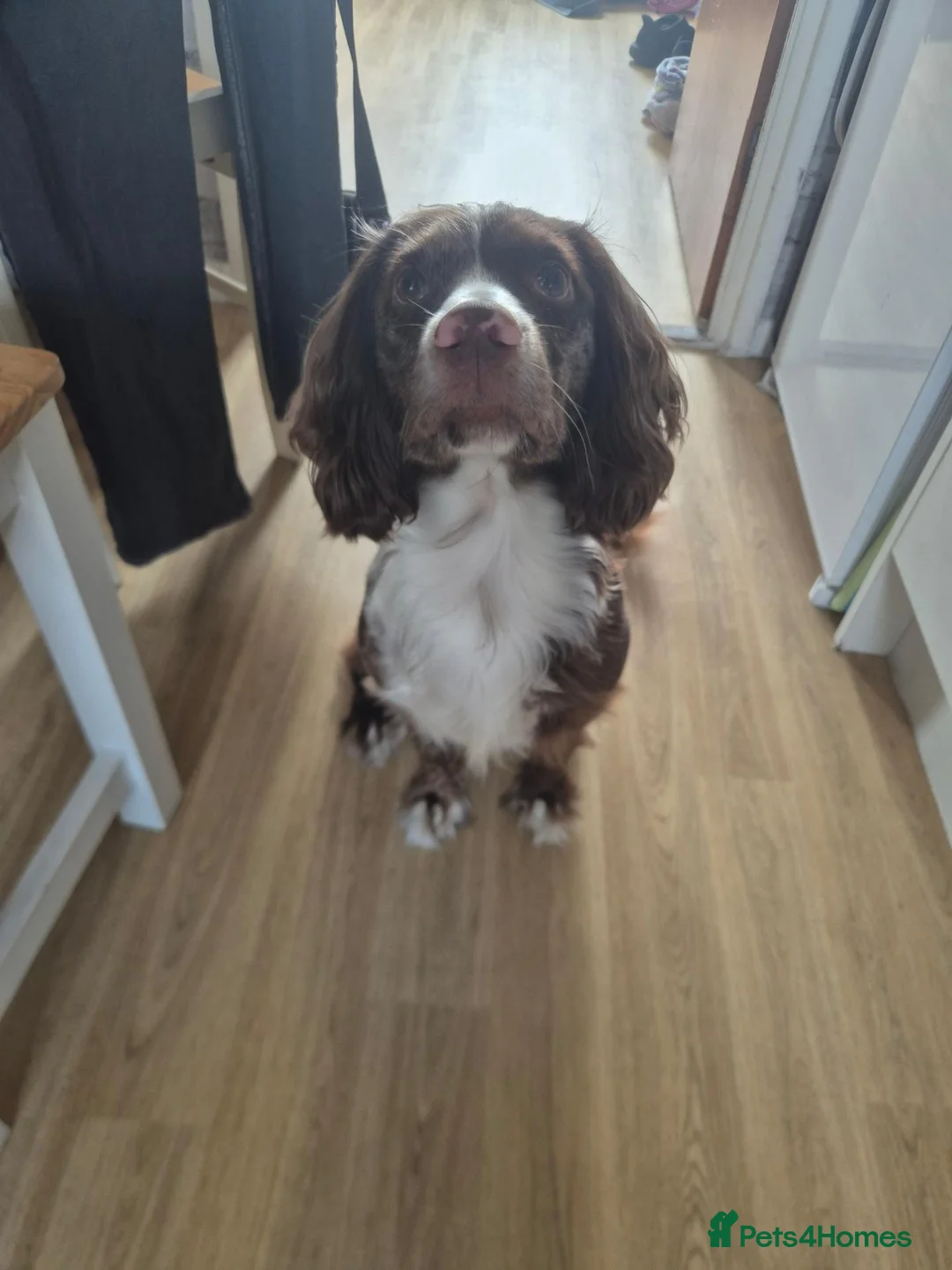 Cocker Spaniel dogs for sale: Sonic in Grantham - Advert 7