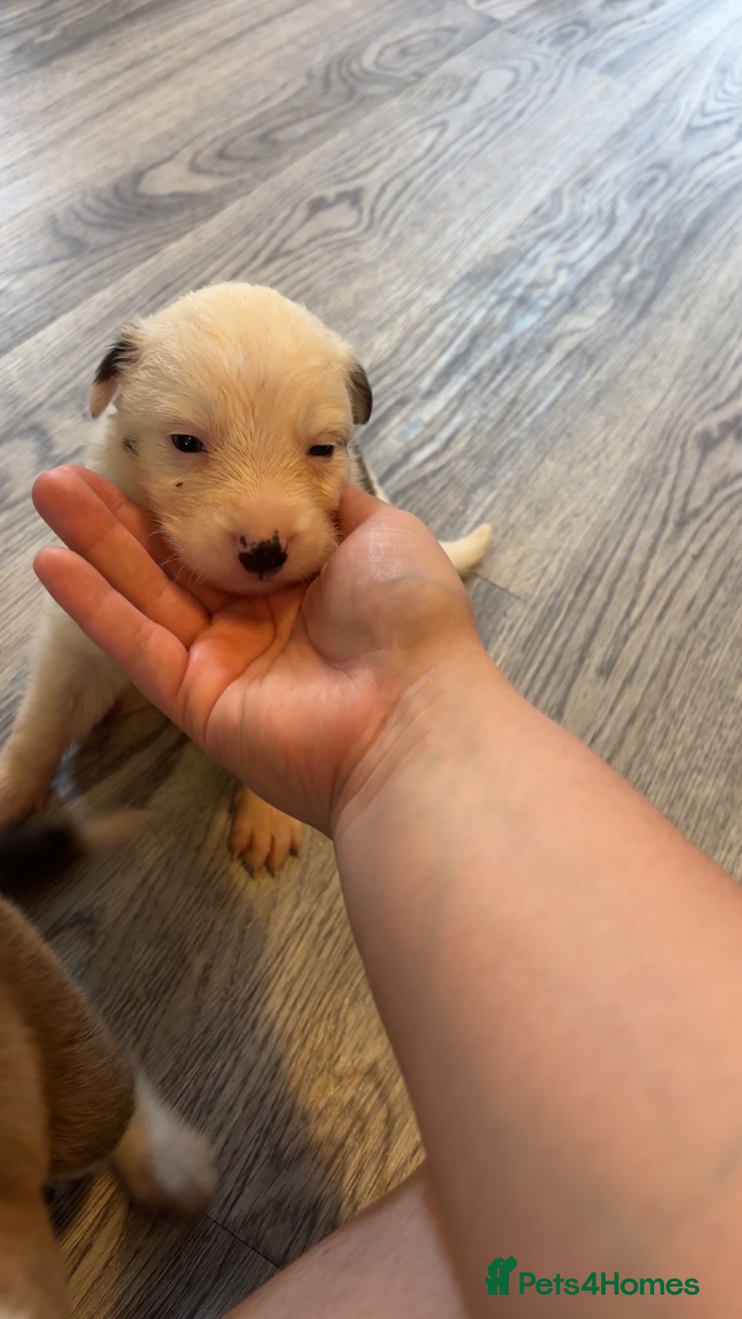 Mixed Breed dogs for sale: Lurcher pups  - Image 4