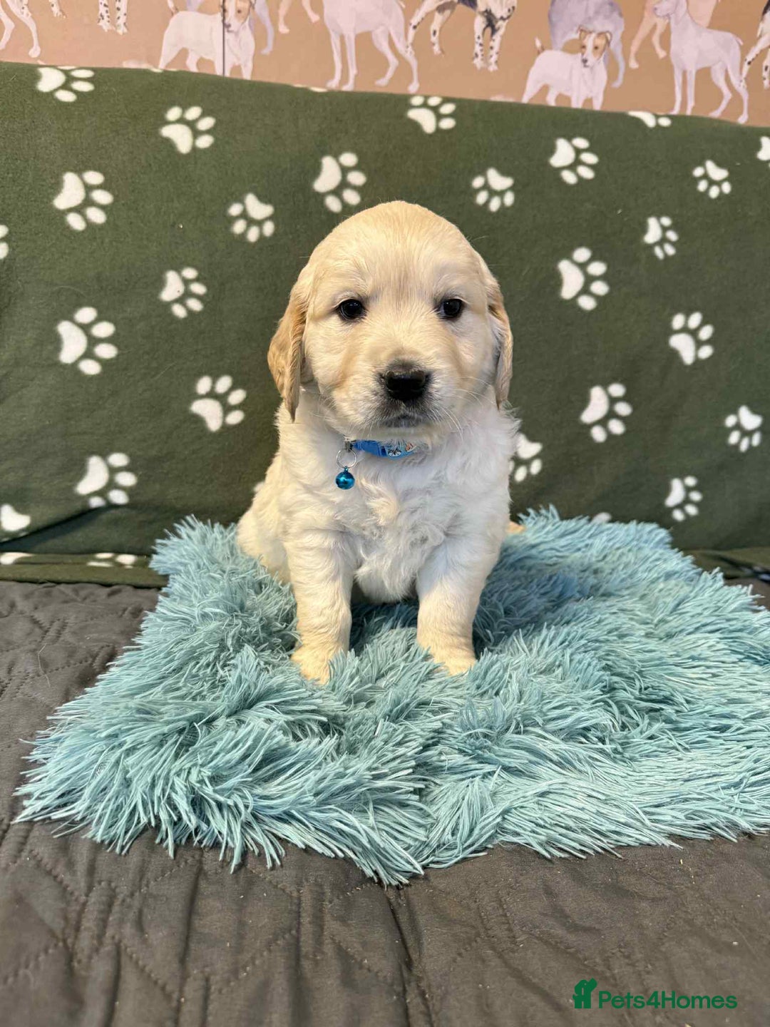 Golden Retriever dogs for sale: Stunning health tested Golden Retriever Puppies  - Advert 11