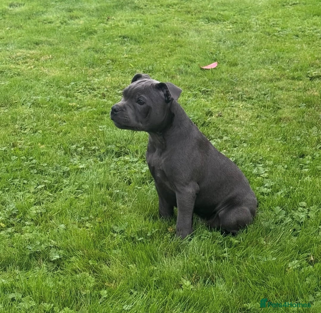 Staffordshire Bull Terrier dogs for stud: A NEW SUPERIOR SOLID BLUE MALE  - Image 4
