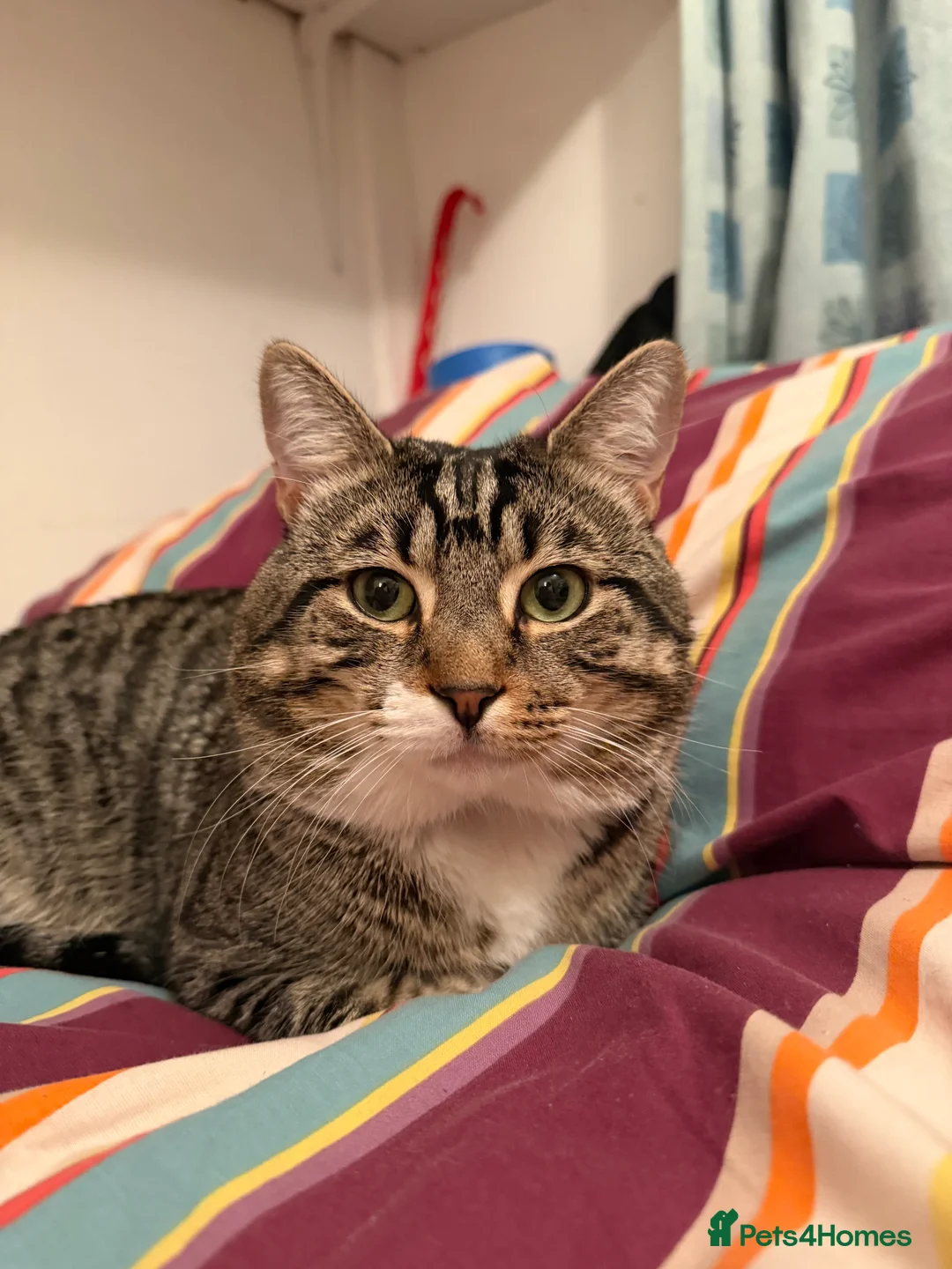 Mixed Breed cats for sale: Tabby cat  in London - Advert 2
