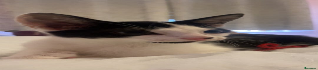 Domestic Shorthair Kitten 1