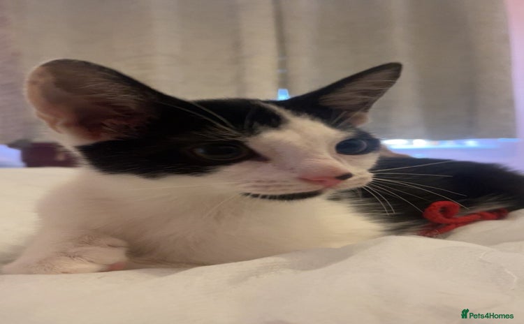 Domestic Shorthair cats Kitten  - Advert 11