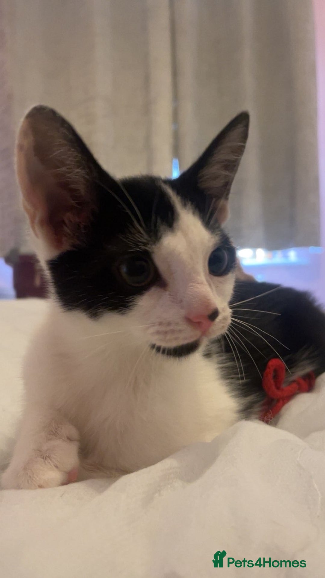 Domestic Shorthair cats for sale: Kitten  - Advert 1