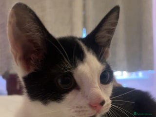 Domestic Shorthair cats Kitten - Advert 3