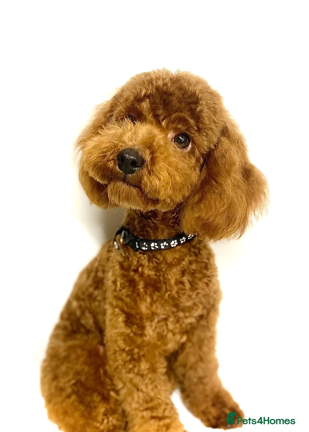 Cavapoo dogs for stud: Waffle Red Toy Cavapoo Boy At Stud in Sandbach - Advert 2