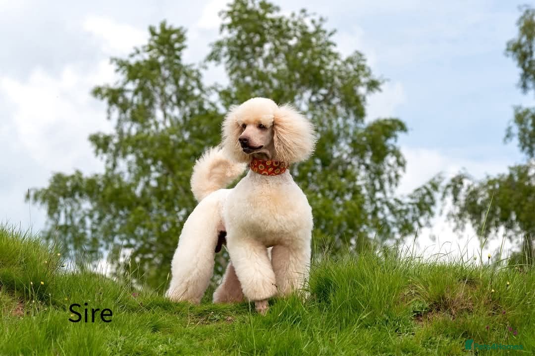 Standard Poodle dogs for sale: Standard Poodle Girl Available Apricot&White Parti - Image 5