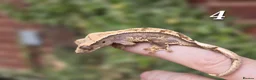 Gecko reptiles for sale: Various crested geckos - Advert 7