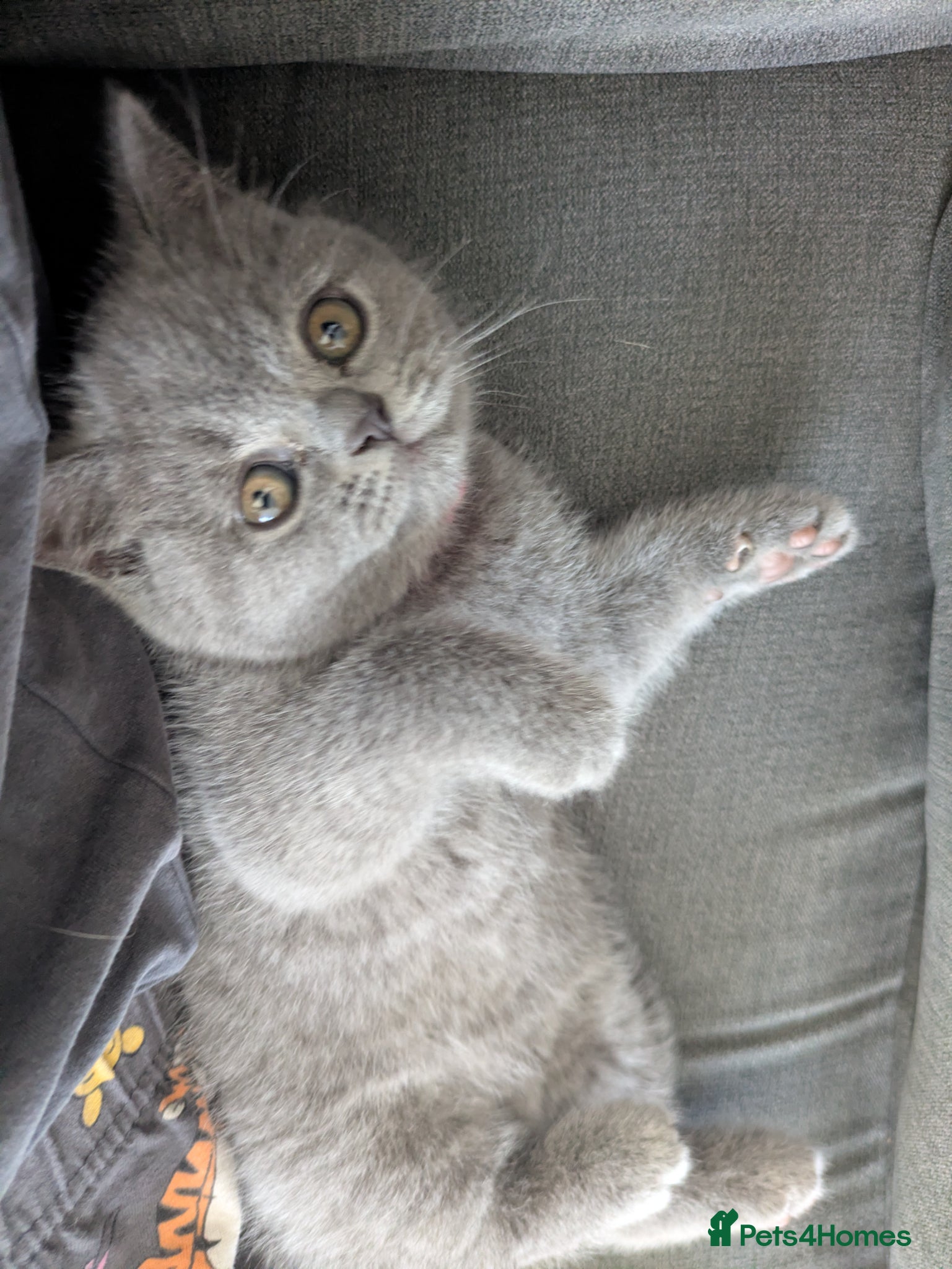 British Shorthair cats 8 week old British shorthair, ready to go to now - Advert 7