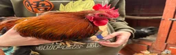 Chickens poultry for sale: 4 Cockerel for rehoming  - Advert 3