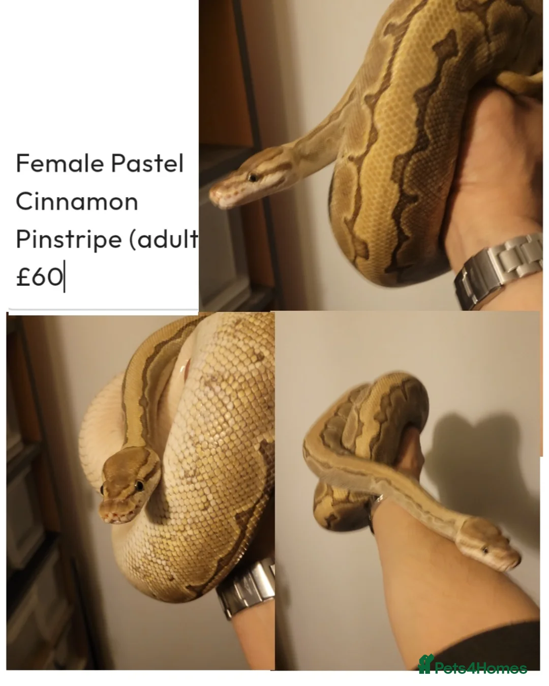 Python Snake reptiles for sale: Royal Pythons for rehoming from £10 - Advert 4