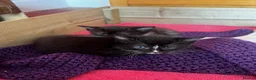 Mixed Breed cats for sale: Kittens for Sale - Advert 3