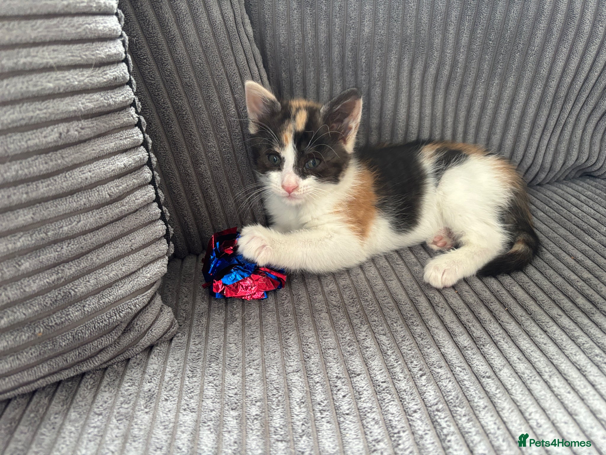 Mixed Breed cats for sale: Last 1 Stunning calico looking for forever home - Advert 11