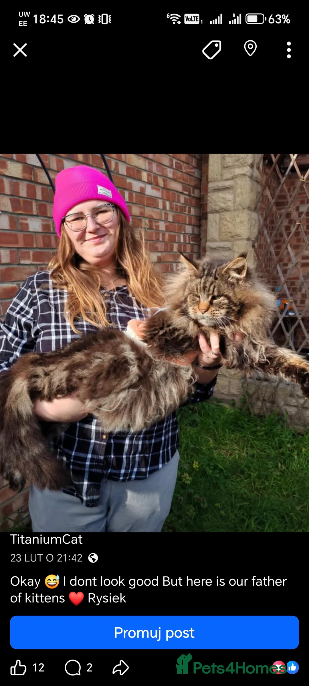 Maine Coon cats for sale: Beautiful Maine Coon Kittens  - Advert 10