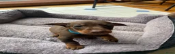 Miniature Dachshund dogs for sale: Miniature dachshund 3 boys 5 girls - Advert 28