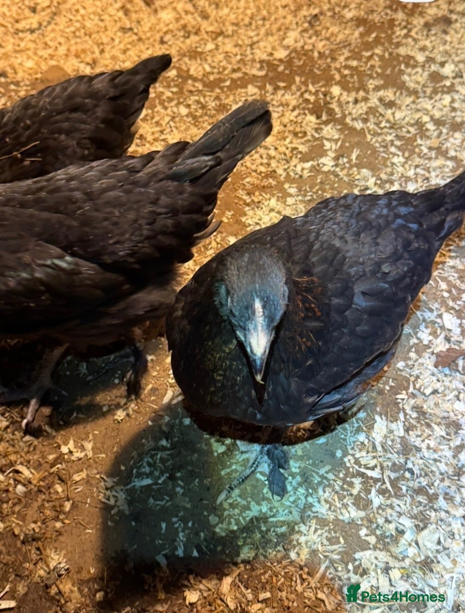 Chickens poultry Black copper Marans - Advert 2