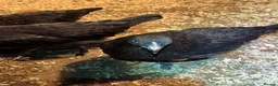 Chickens poultry for sale: Black copper Marans - Advert 2