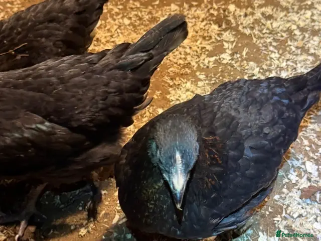 Chickens poultry for sale: Black copper Marans - Advert 2