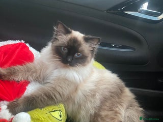 Ragdoll cats 2 beautiful rag doll kittens for sale - Advert 1