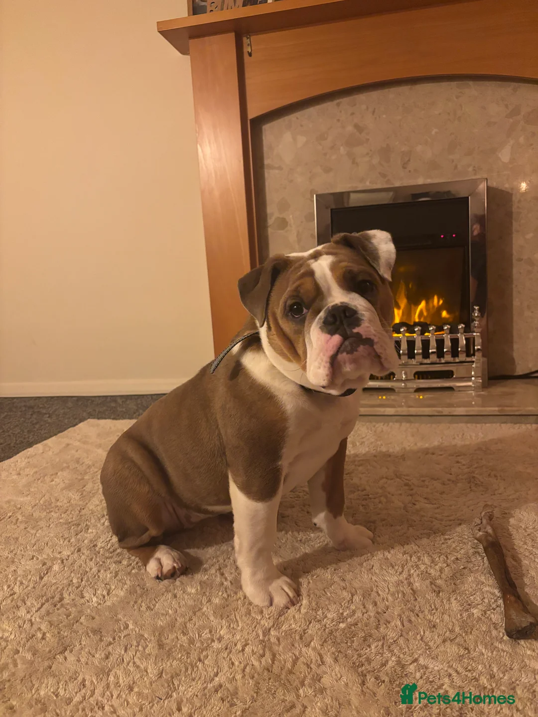 English Bulldog dogs for sale: Dotty - Advert 1