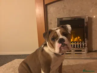 English Bulldog dogs Dotty - Advert 6