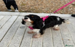 Cavalier King Charles Spaniel dogs for sale: KC REGISTERED GORGEOUS BLACK & TAN PUPPYS  - Image 13