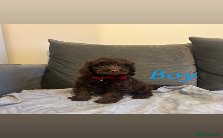Cockapoo dogs - Advert 4