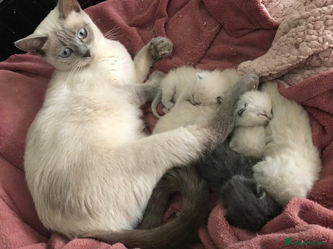 British Shorthair cats for sale: British blue kittens for sale - Image 5
