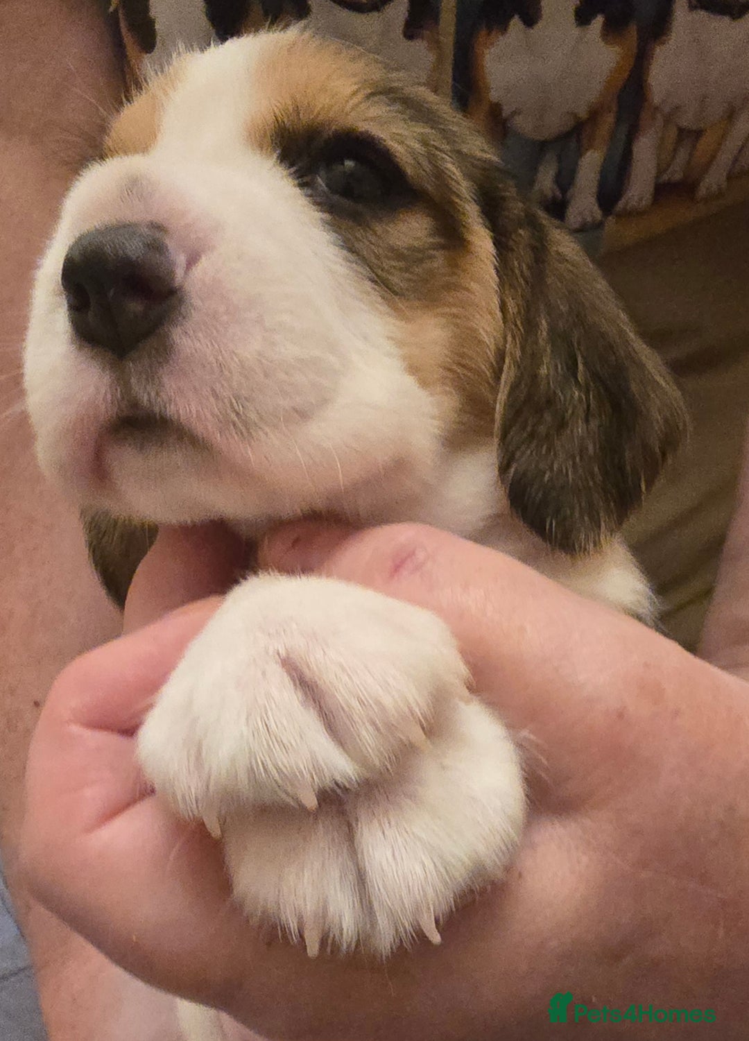 Beagle dogs for sale: KC registered Beagle pups, Rare Blue tri & tri - Advert 23