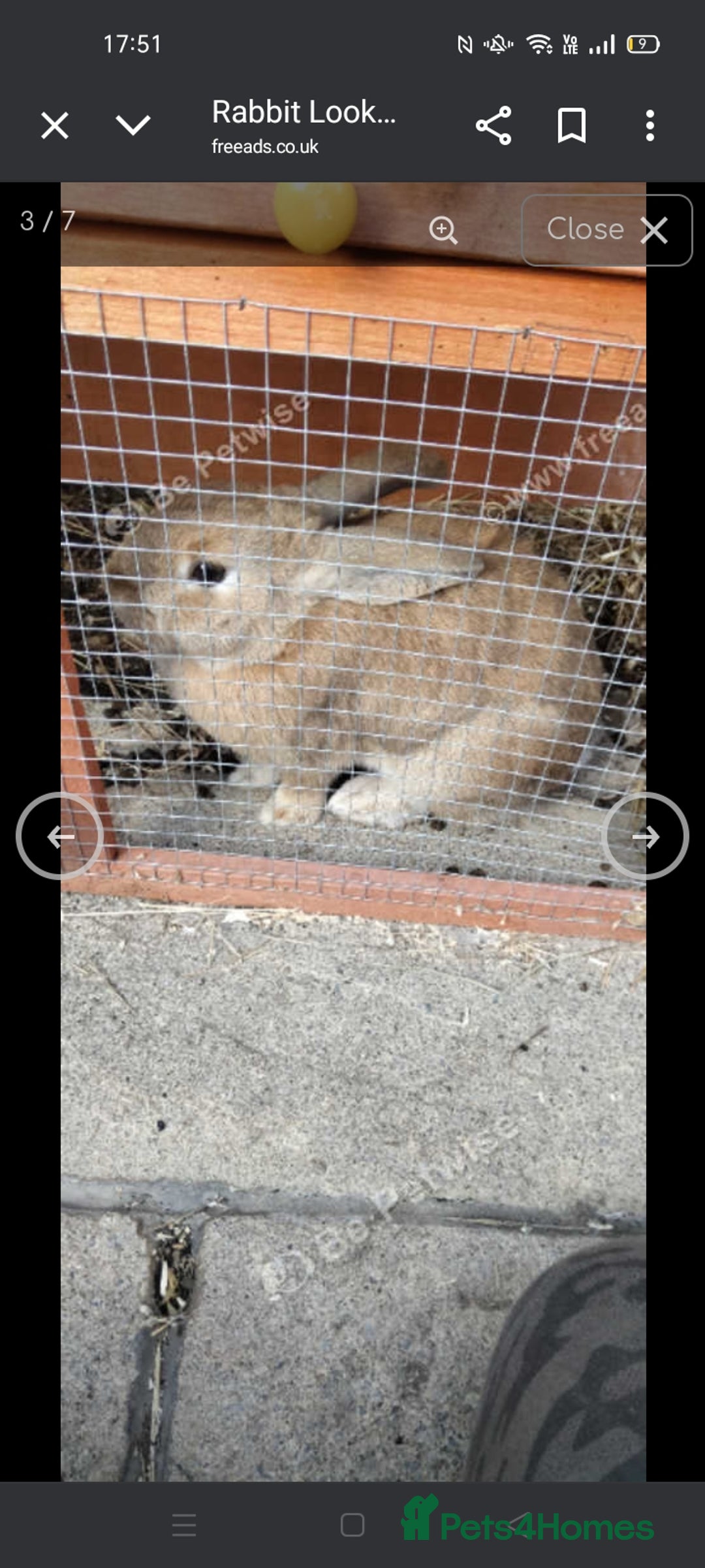 Mixed Breed rabbits for sale: Beautiful female rabbit  - Image 6