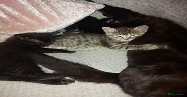 Mixed Breed cats in Ipswich - Advert 4