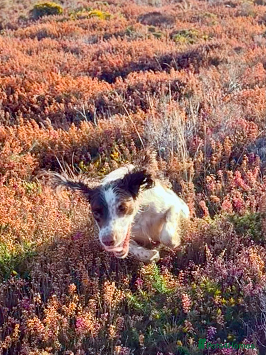 English Springer Spaniel dogs for stud: Standing at Stud Fireside Bramble - Advert 4
