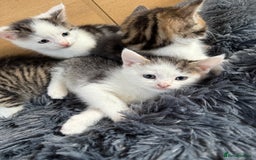 Mixed Breed cats for sale: Mixed kitten - Image 5