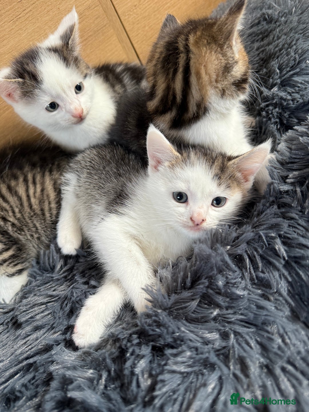 Mixed Breed cats for sale: Mixed kitten - Image 5