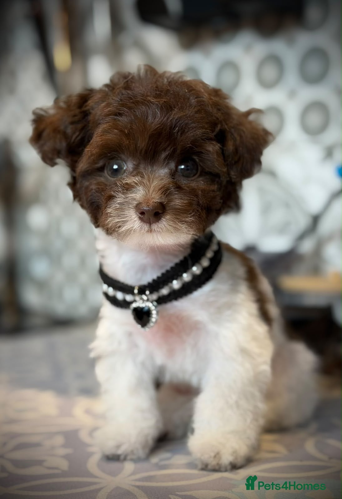 Toy Poodle dogs 🐾 3 Gorgeous Asian Poodle Puppies 🐾 - Advert 1