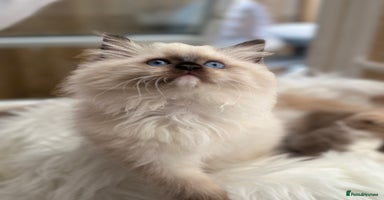 Ragdoll cats - Advert 8