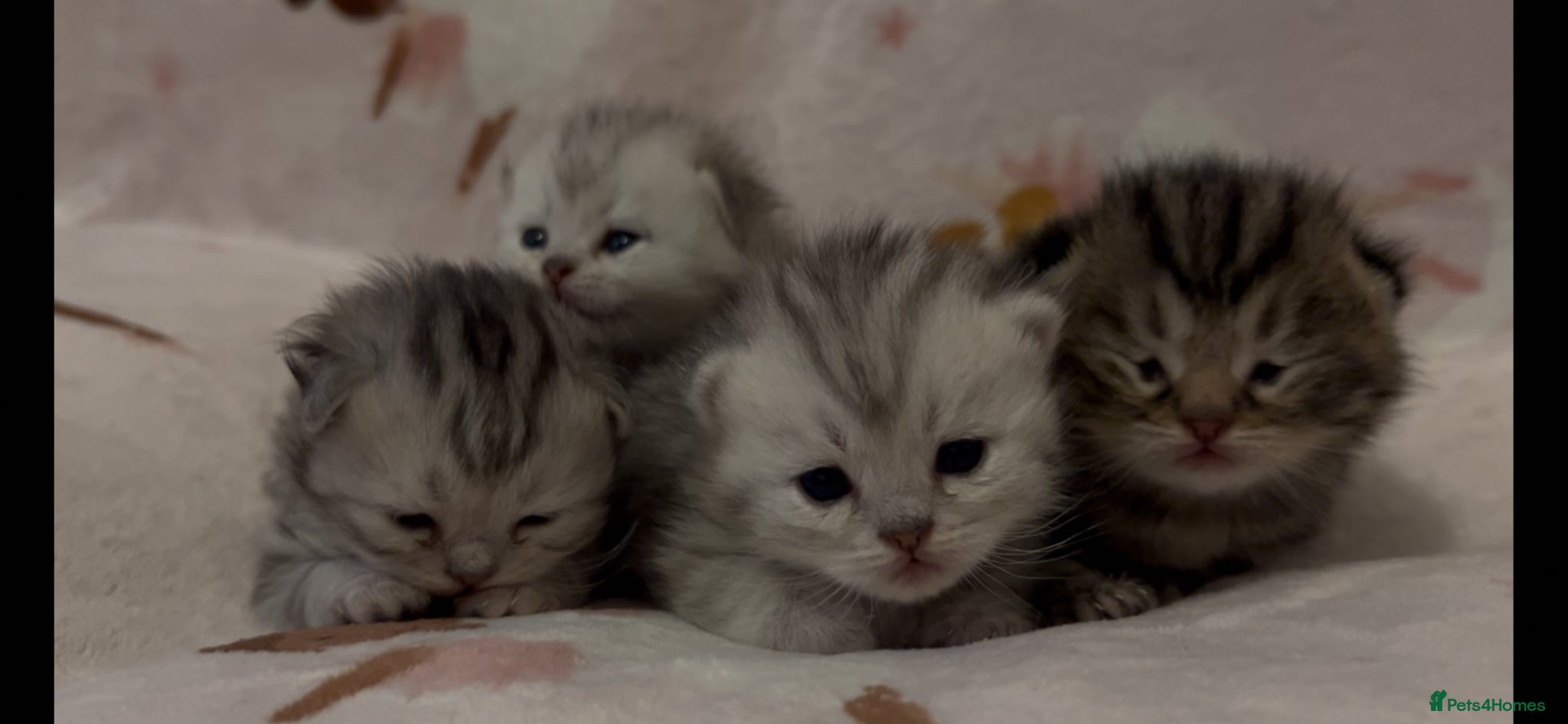 Munchkin cats Special Munckin Fur Babies - Advert 1