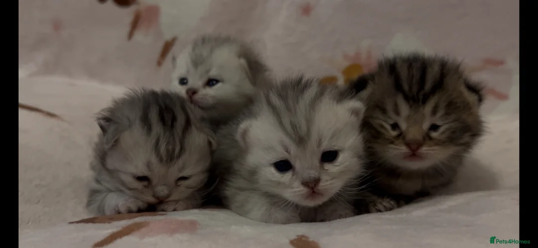 Munchkin cats for sale: Special Munckin Fur Babies - Advert 1