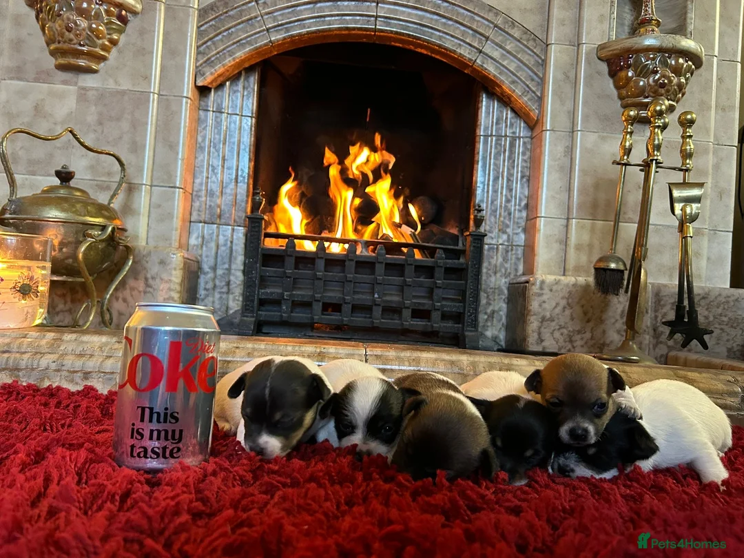 Jack Russell dogs for sale: Stunning Miniature Jack Russell Puppies  - Advert 6