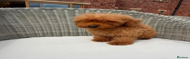 Mini Goldendoodle 3