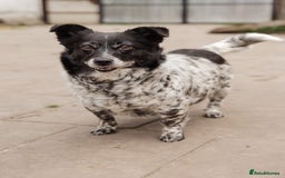 Mixed Breed dogs for adoption: 💖🐶 LYRA 🐶💖 - Image 15