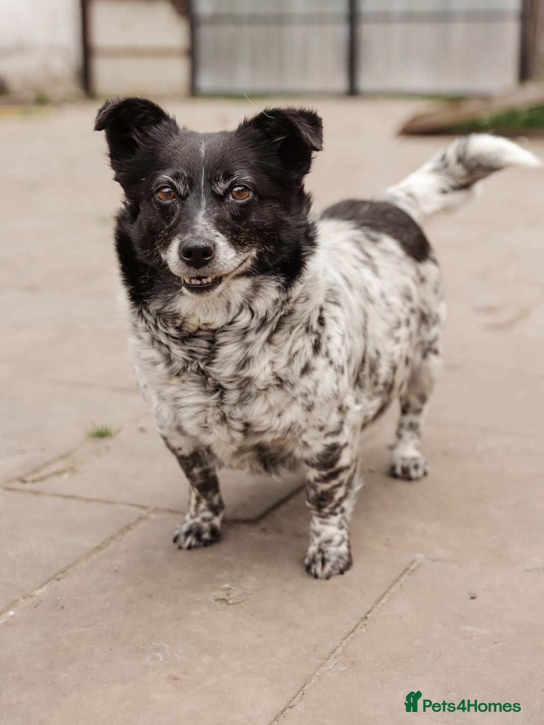 Mixed Breed dogs for adoption: 💖🐶 LYRA 🐶💖 - Image 15