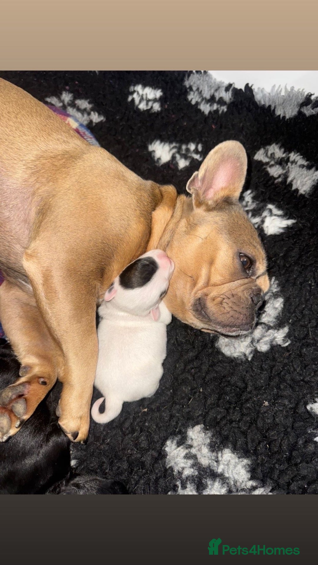 Mixed Breed dogs for sale: French Bulldog Cross cockapoo Puppies - Advert 6