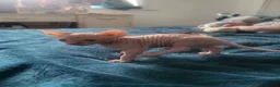Sphynx cats for sale:  3 Sphynx/bambino kittens - Advert 10